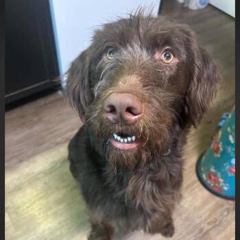 Bolt PENDING -  Wirehaired Terrier Dog for Adoption in Huntington, West Virginia - Bolt PENDING | PetCurious