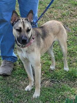 Shepherd Dogs Available for Adoption - Nala | PetCurious