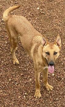 Tito -  German Shepherd Dog Dog for Adoption in Sadler, Texas - Tito | PetCurious