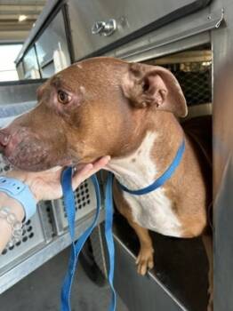 Rescue Terrier and Mixed Breed Dogs for Adoption in Fort Worth, Texas - 59657260 | PetCurious