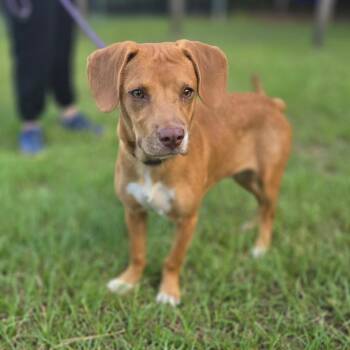 Dewbie -  Beagle Dog for Adoption in Hinesville, Georgia - Dewbie | PetCurious