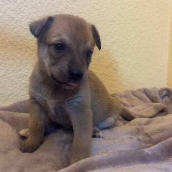 Rescue Retriever and Mixed Breed Dogs for Adoption in Kyle, Texas - VONN | PetCurious