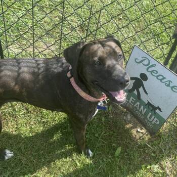 Valkyrie (Val) -  Mixed Breed Dog for Adoption in Fletcher, North Carolina - Valkyrie (Val) | PetCurious