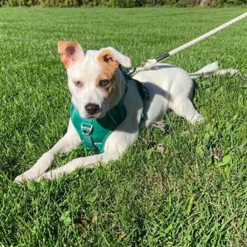 Doodle -  Pit Bull Terrier and Terrier Dog for Adoption in Fairfield, Connecticut - Doodle | PetCurious