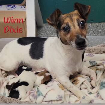 Winn Dixie -  Jack Russell Terrier and Mixed Breed Dog for Adoption in Dayton, Ohio - Winn Dixie | PetCurious