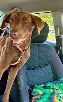 Brandy -  Labrador Retriever Dog for Adoption in North Reading, Massachusetts - Brandy | PetCurious