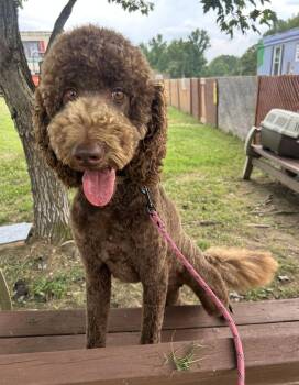 Wrangler Aug 26 -  Golden Retriever and Standard Poodle Dog for Adoption in Pacolet, South Carolina - Wrangler Aug 26 | PetCurious