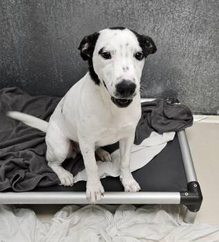 Smiles- Super happy boy looking for his people. -  Boxer and Labrador Retriever Dog for Adoption in Conway, South Carolina - Smiles- Super Happy Boy Looking For His People. | PetCurious