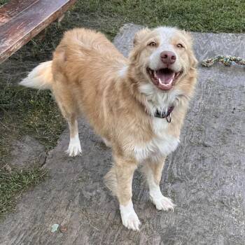 Missy -  Australian Shepherd and Mixed Breed Dog for Adoption in Chesapeake, Virginia - Missy | PetCurious