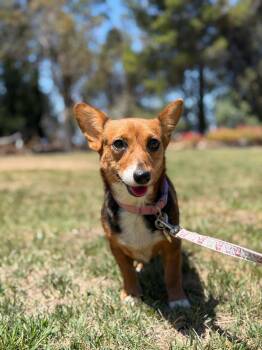 Moxie -  Corgi Dog for Adoption in San Diego, California - Moxie | PetCurious