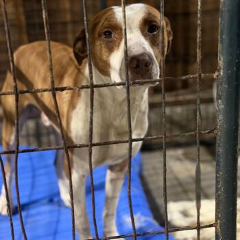 Pit Bull Terrier Dogs Available for Adoption in Fort Smith, Arkansas - Reuben | PetCurious