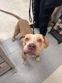 Rescue Mixed Breed Dogs for Adoption in Lowell, Massachusetts - Dogtor Booty-Ham | PetCurious