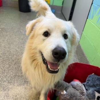 Koda -  Great Pyrenees and Mixed Breed Dog for Adoption in Falls Church, Virginia - Koda | PetCurious