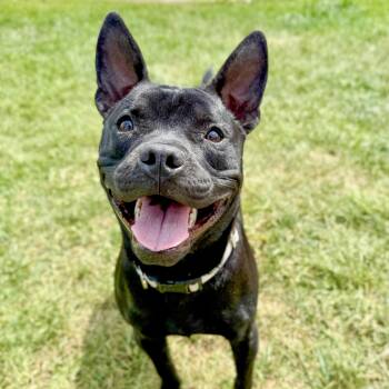 Rescue Mixed Breed Dogs for Adoption in Valparaiso, Indiana - Spike Lee | PetCurious