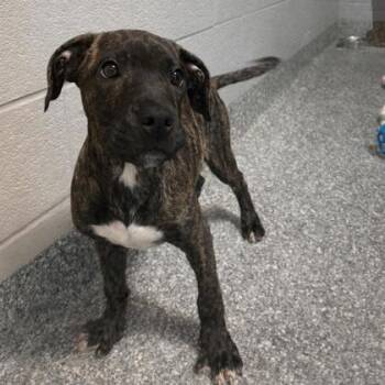 Retriever and Mixed Breed Dogs Available for Adoption in Voorhees Township, New Jersey - Milo | PetCurious