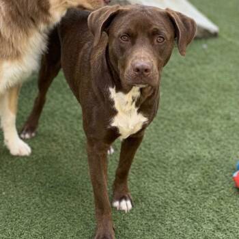 Chocolate Labrador Retriever and Terrier Dogs Available for Adoption - Willy Wonka | PetCurious