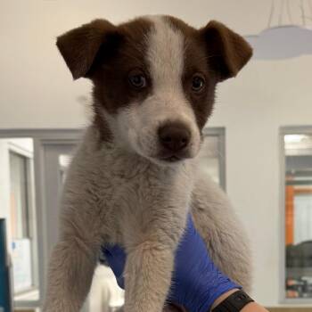 Koa A2276002 -  Mixed Breed Dog for Adoption in Los Angeles, California - Koa A2276002 | PetCurious