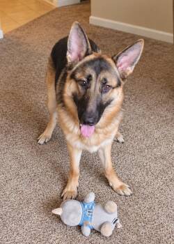 Luke -  German Shepherd Dog Dog for Adoption in Chesterfield, Missouri - Luke | PetCurious
