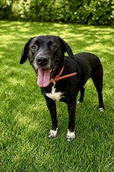 Black Labrador Retriever and Mixed Breed Dogs Available for Adoption in Maryville, Tennessee - Amethyst | PetCurious