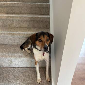 Kit Kat -  Beagle and Mixed Breed Dog for Adoption in Lynchburg, Virginia - Kit Kat | PetCurious