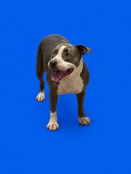 MINA -  Pit Bull Terrier Dog for Adoption in Doral, Florida - MINA | PetCurious