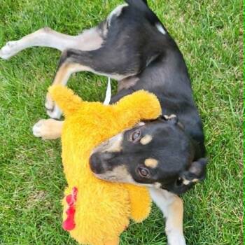 Simone -  Labrador Retriever and Hound Dog for Adoption in Shorewood, Illinois - Simone | PetCurious
