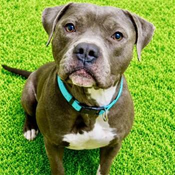 Pit Bull Terrier Dogs Available for Adoption in Battle Creek, Michigan - Nathan | PetCurious