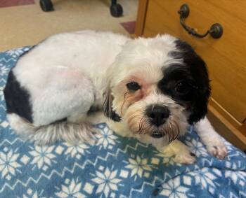 Shih Tzu and Bichon Frise Dogs Available for Adoption - Daisy | PetCurious