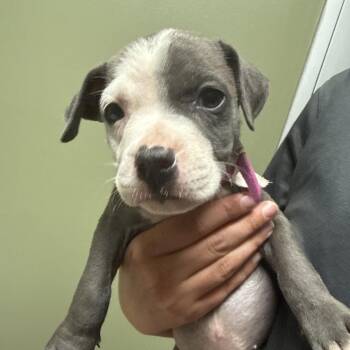 Mixed Breed Dogs Available for Adoption in Columbus, Georgia - Zuri | PetCurious