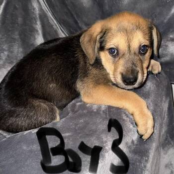 Pit Bull Terrier and Australian Cattle Dog Blue Heeler Dogs Available for Adoption in Weatherford, Texas - PUPPY BOY 3 | PetCurious