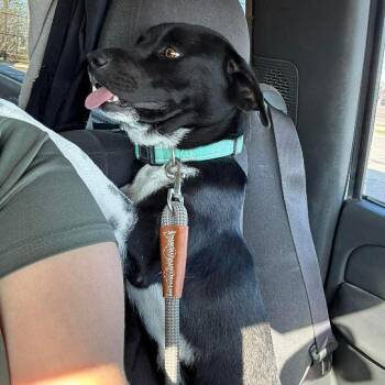 Labrador Retriever and Collie Dogs Available for Adoption - Lucy | PetCurious