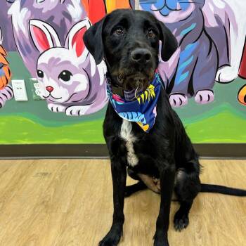 Blue -  Wirehaired Terrier and Black Labrador Retriever Dog for Adoption in Lyndhurst, Virginia - Blue | PetCurious