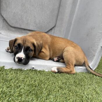 Mixed Breed Dogs Available for Adoption in Loxahatchee Groves, Florida - Moses 3210 | PetCurious