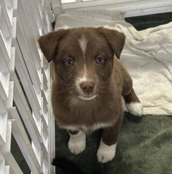 Siberian Husky Dogs Available for Adoption - Aurora | PetCurious