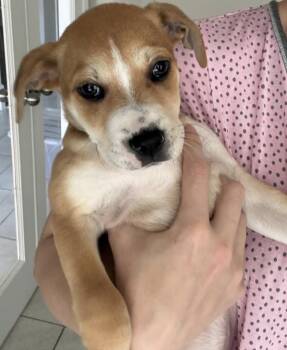 Shepherd Dogs Available for Adoption - Regan | PetCurious