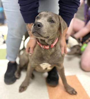 Duke -  Cane Corso Dog for Adoption in Sioux City, Iowa - Duke | PetCurious