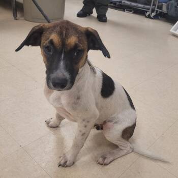 Copper -  Mixed Breed Dog for Adoption in Lake Panasoffkee, Florida - Copper | PetCurious