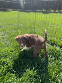 Alfalfa -  Pit Bull Terrier Dog for Adoption in New London, Wisconsin - Alfalfa | PetCurious