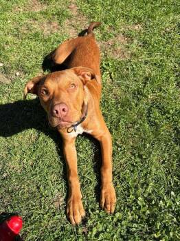 Jasper -  Mixed Breed Dog for Adoption in Xenia, Ohio - Jasper | PetCurious