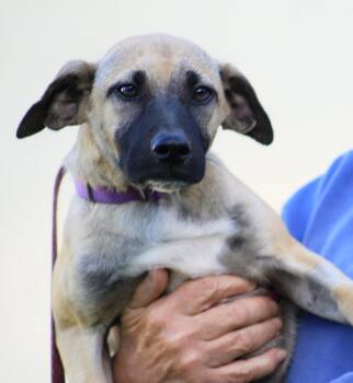 Asher -  Hound Dog for Adoption in North Fort Myers, Florida - Asher | PetCurious