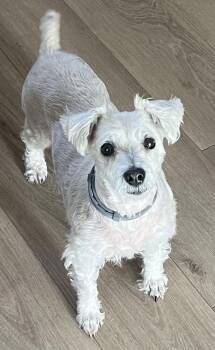 Maltese Dogs Available for Adoption - Mia *COURTESY LISTING | PetCurious