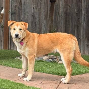 Golden Retriever Dogs Available for Adoption in Pleasanton, California - Sawyer | PetCurious