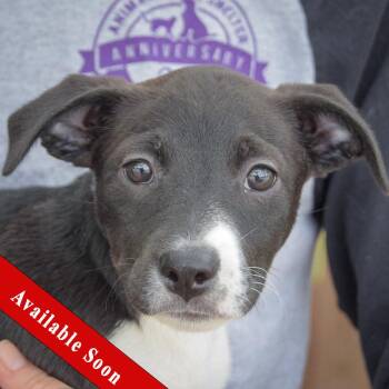 Rescue Australian Shepherd and Schnauzer Dogs for Adoption in Huntley, Illinois - Tala | PetCurious