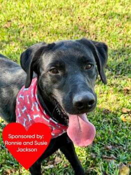 Mixed Breed Dogs Available for Adoption in San Leon, Texas - Bruno Mars | PetCurious