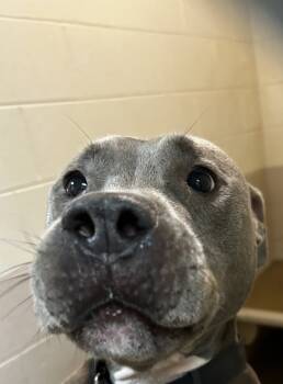 Rescue Pit Bull Terrier and Mixed Breed Dogs for Adoption in Spartanburg, South Carolina - Taz | PetCurious