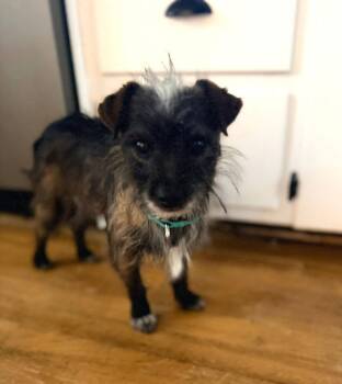 Yorkshire Terrier Dogs Available for Adoption in New London, Wisconsin - Ziggy | PetCurious