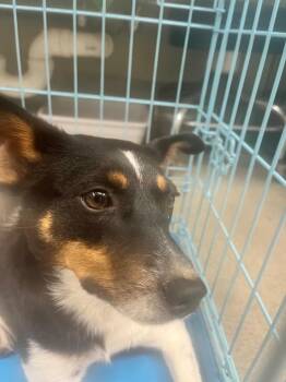 Terrier Dogs Available for Adoption in Hopkinsville, Kentucky - Lady | PetCurious