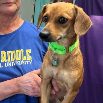 Dina -  Chihuahua and Dachshund Dog for Adoption in Boerne, Texas - Dina | PetCurious