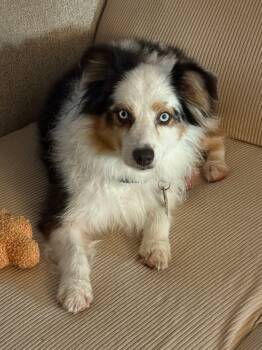 Rescue Australian Shepherd Dogs for Adoption in Nokomis, Florida - Skyy | PetCurious