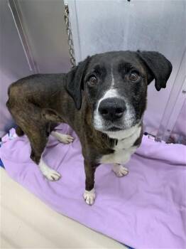 Boxer and Mixed Breed Dogs Available for Adoption - NUCKA | PetCurious